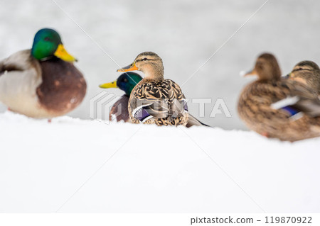 Large flock of wild ducks in winter season 119870922