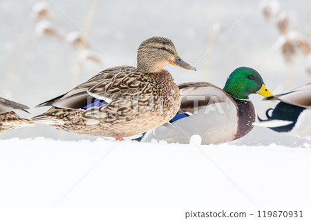 A flock of ducks on a frozen lake 119870931