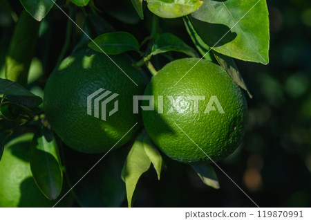 Several green oranges hanging on the tree 119870991