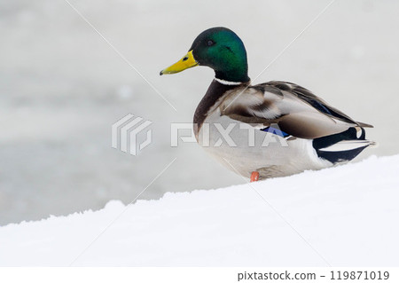 duck on the ice river. 119871019