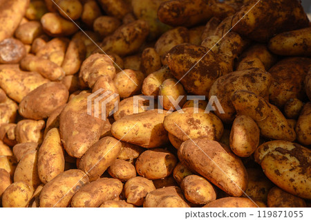 Freshly harvested potatoes on weekly market. Gastronomy background with short depth of field. 119871055