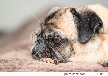 Cute dog pug on background 119871058