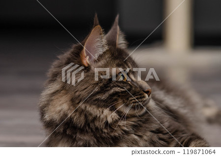 Close-up Portrait of Expression Maine Coon Cat Stare Close-up Portrait of Expression Maine Coon Cat Stare 119871064