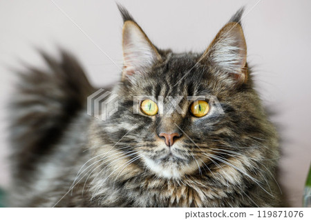 Maine Coon Cat Close-up Indoors Maine Coon Cat Close-up Indoors 119871076