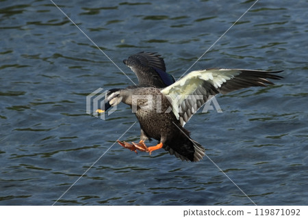 CALCAMO's landing CALCAMO's landing 119871092