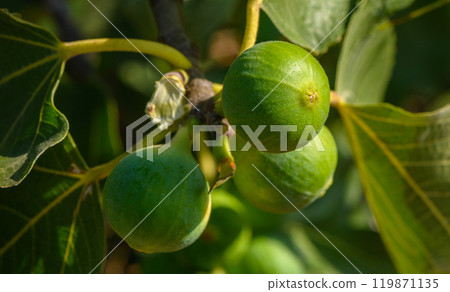 Fresh ripe figs on a branch close-up summer 119871135