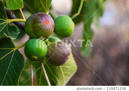 Figs hanging from a tree 119871136