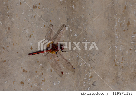 A striking red dragonfly perched quietly on a sandy surface under soft daylight in a serene natural setting 119871185