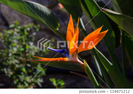 Vibrant bird of paradise flower blooms amidst lush greenery in a sunlit garden setting 119871212