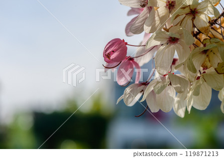 Delicate cherry blossom branches displaying soft pink and white petals in a serene garden setting during springtime 119871213