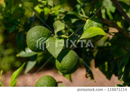 Lush green citrus grove reveals unripe mandarins nestled among vibrant green leaves under the warm sunlight 119871214