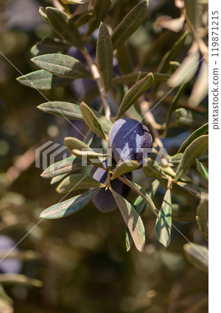 Beautiful ripe black olives hanging from lush branches in a sunny Mediterranean grove during late summer Beautiful ripe black olives hanging from lush branches in a sunny Mediterranean grove during late summer 119871215