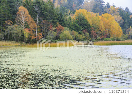 秋天的尾瀨,草地上的秋葉和森林裡的秋葉,尾瀨沼遊客中心 ~ 沼尻 秋天的尾瀨,草地上的秋葉和森林裡的秋葉,尾瀨沼遊客中心 ~ 沼尻 119871254