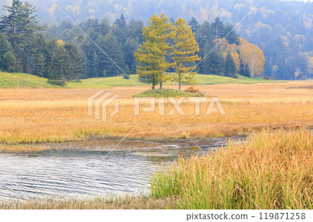 Autumn in Oze: Autumn leaves in the grass and forests, Oze Lake Visitor Center to Numajiri 119871258