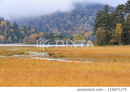 Autumn in Oze: Autumn leaves in the grass and forests, Oze Lake Visitor Center to Numajiri Autumn in Oze: Autumn leaves in the grass and forests, Oze Lake Visitor Center to Numajiri 119871275