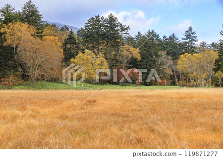 Autumn in Oze: Autumn leaves in the grass and forests, Oze Lake Visitor Center to Numajiri 119871277
