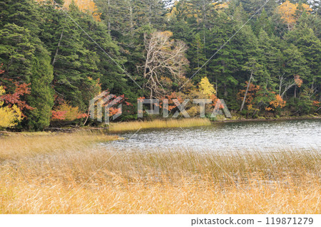 Autumn in Oze: Autumn leaves in the grass and forests, Oze Lake Visitor Center to Numajiri 119871279