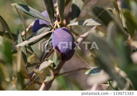 Ripening olives hanging from branches in a sunlit grove during the early autumn harvest season near a Mediterranean landscape Ripening olives hanging from branches in a sunlit grove during the early autumn harvest season near a Mediterranean landscape 119871383