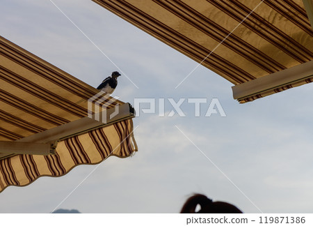 A solitary bird perches atop a striped beach umbrella under a clear blue sky on a sunny summer afternoon A solitary bird perches atop a striped beach umbrella under a clear blue sky on a sunny summer afternoon 119871386