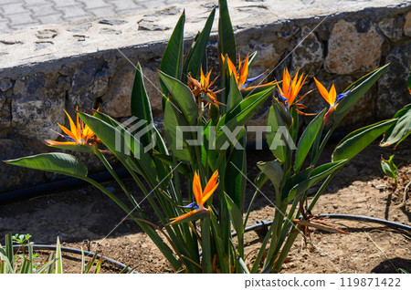Vibrant orange and blue bird of paradise flowers bloom in a sunny garden against a rustic stone wall 119871422