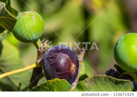 Vibrant fig tree showcasing ripe and unripe figs under warm sunlight in a lush garden setting Vibrant fig tree showcasing ripe and unripe figs under warm sunlight in a lush garden setting 119871429