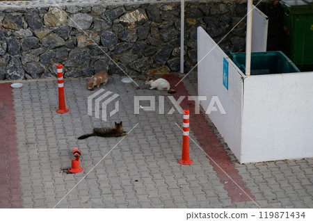 Feline friends lounging together in a cozy courtyard during a sunny afternoon by the bustling market area Feline friends lounging together in a cozy courtyard during a sunny afternoon by the bustling market area 119871434