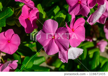 Vibrant pink flowers blooming amidst lush green foliage in a sunny garden on a warm summer day 119871435