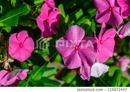 Vibrant pink flowers bloom amidst lush green foliage under bright sunlight in a serene garden setting 119871447