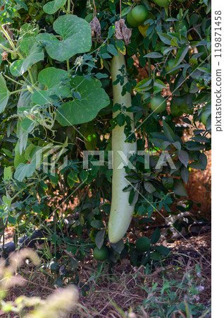 A lush garden with a long gourd growing among green leaves under bright sunlight in the warm afternoon A lush garden with a long gourd growing among green leaves under bright sunlight in the warm afternoon 119871458