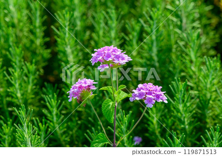 Delicate purple flowers blooming amidst vibrant green foliage in a sunny garden during the spring season 119871513