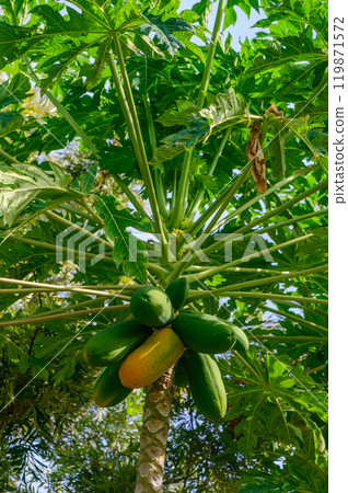 A vibrant papaya tree bearing fruit in the warm sunlight of a tropical garden during a clear afternoon 119871572
