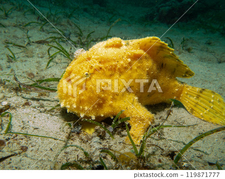 Yellow Giant Frogfish, Antennarius commerson, Puerto Galera, Philippines Yellow Giant Frogfish, Antennarius commerson, Puerto Galera, Philippines 119871777