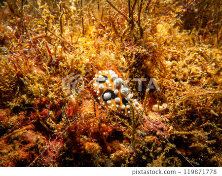 Bright yellow and white Ocellated Phyllidia nudibranch, Phyllidia ocellata, a dorid nudibranch Bright yellow and white Ocellated Phyllidia nudibranch, Phyllidia ocellata, a dorid nudibranch 119871778