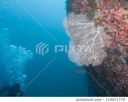 A healthy coral reef with a giant Gorgonian sea fan in clear blue water, Puerto Galera, Philippines 119871779