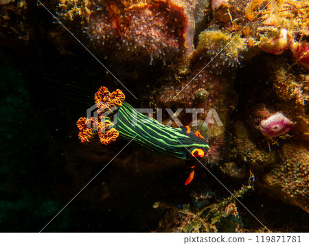 Colorful dorid nudibranch Kubaryana's Nembrotha, Nembrotha kubaryan, crawling on coral, close up. Colorful dorid nudibranch Kubaryana's Nembrotha, Nembrotha kubaryan, crawling on coral, close up. 119871781