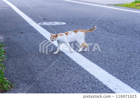 Street Cat ~Minira~ 119871825