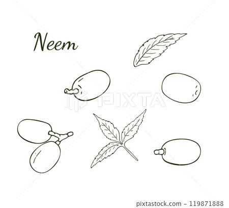 Medicinal neem fruits, and leaves set, isolated on a white background. Hand-drawn Ayurvedic fruits and leaves. Azadirachta indica. Medicinal neem fruits, and leaves set, isolated on a white background. Hand-drawn Ayurvedic fruits and leaves. Azadirachta indica. 119871888