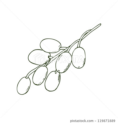 Medicinal neem twig with fruits, isolated on a white background. Azadirachta indica. 119871889