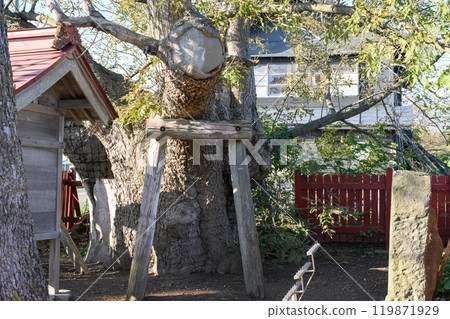 "Ippon Tamo", an old ash tree over 1,000 years old, Aomori Prefecture 119871929