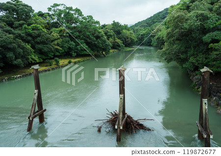 Tree removal piles that protected Uji Bridge from driftwood caused by heavy rain Tree removal piles that protected Uji Bridge from driftwood caused by heavy rain 119872677