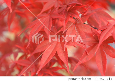 Folding crimson leaves Folding crimson leaves 119872715