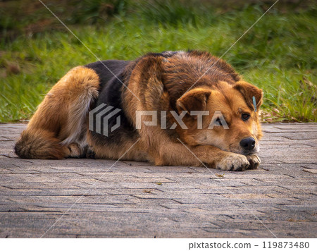 Stray red dog with a microchip in its ear lies on the sidewalk with its head on its front paws. Stray city animal control Stray red dog with a microchip in its ear lies on the sidewalk with its head on its front paws. Stray city animal control 119873480
