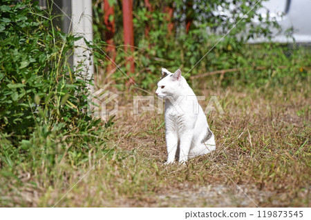 A cat out for a walk in the warm sunshine 119873545