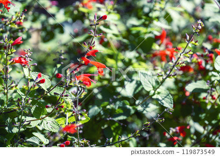 丹參紅秋花十一月素材 119873549