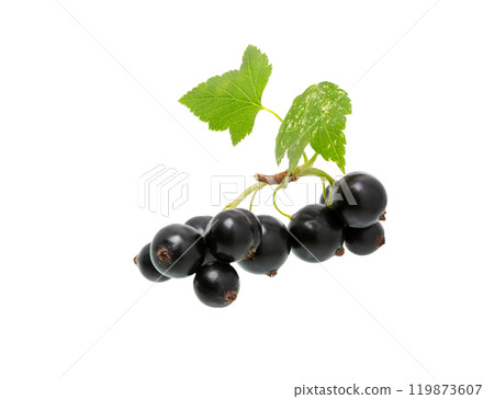 Black currant branch isolated. 119873607