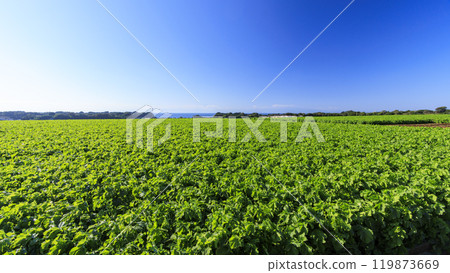 鄉村景觀與藍藍的天空 119873669