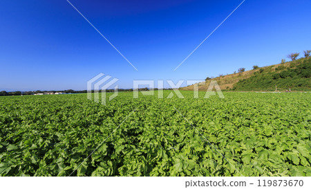 Rural landscape with blue sky 119873670