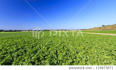 Rural landscape with blue sky 119873671
