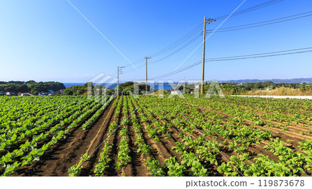 Rural landscape with blue sky 119873678