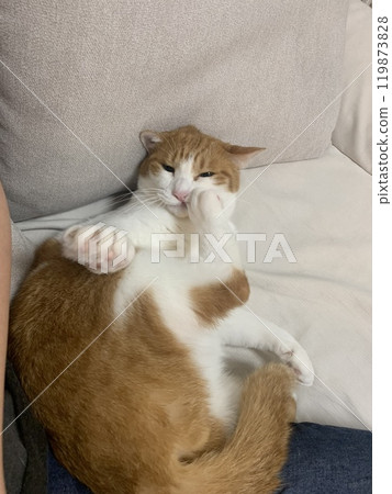 Clumsy Cat Clumsy Cat 119873828